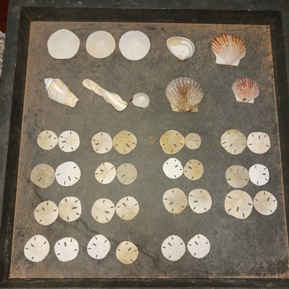 Natural Small Seashells and Sand Dollars Lot Oddities Crafting Supplies 26pc